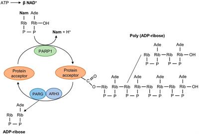 Human PARP1 substrates and regulators of its catalytic activity: An updated overview